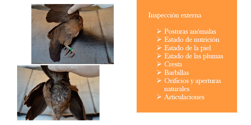 necropsia de aves, inspección externa